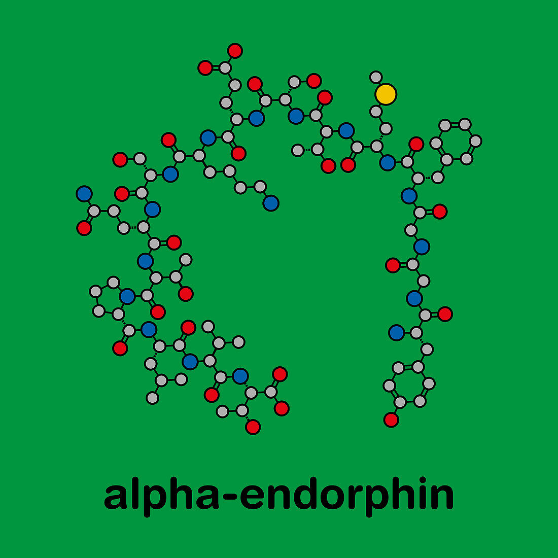 Alpha-endorphin endogenous opioid peptide molecule