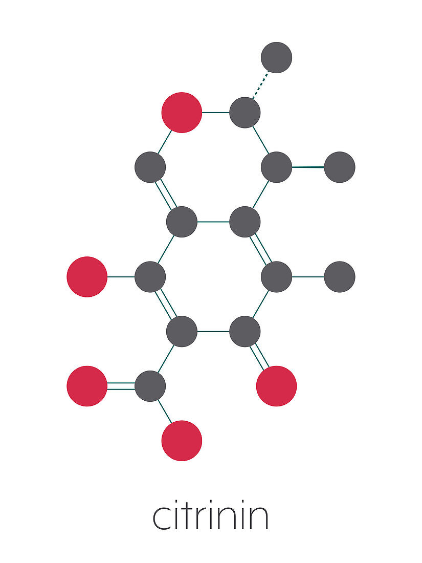 Citrinin mycotoxin molecule, illustration