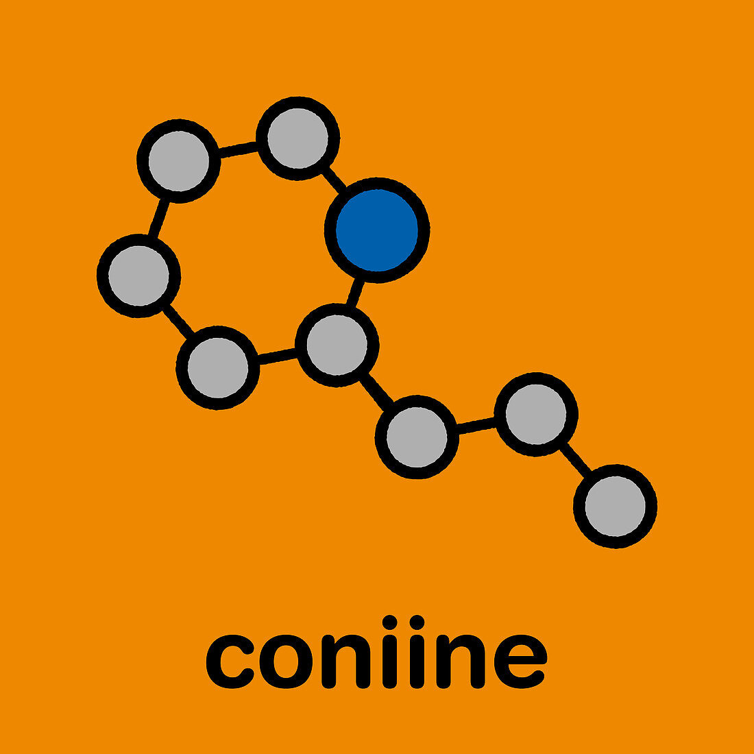 Coniine herbal toxin molecule, illustration