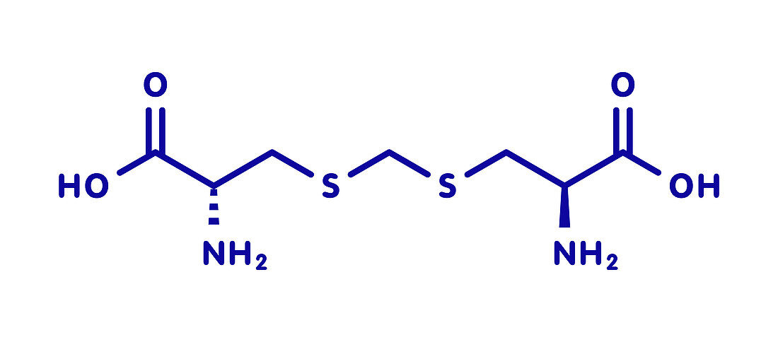 Djenkolic acid molecule, illustration