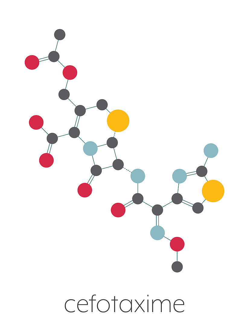 Cefotaxime antibiotic drug molecule, illustration