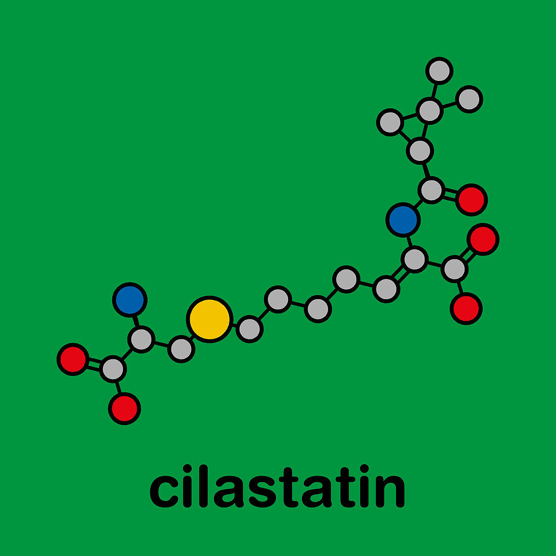 Cilastatin molecule, illustration