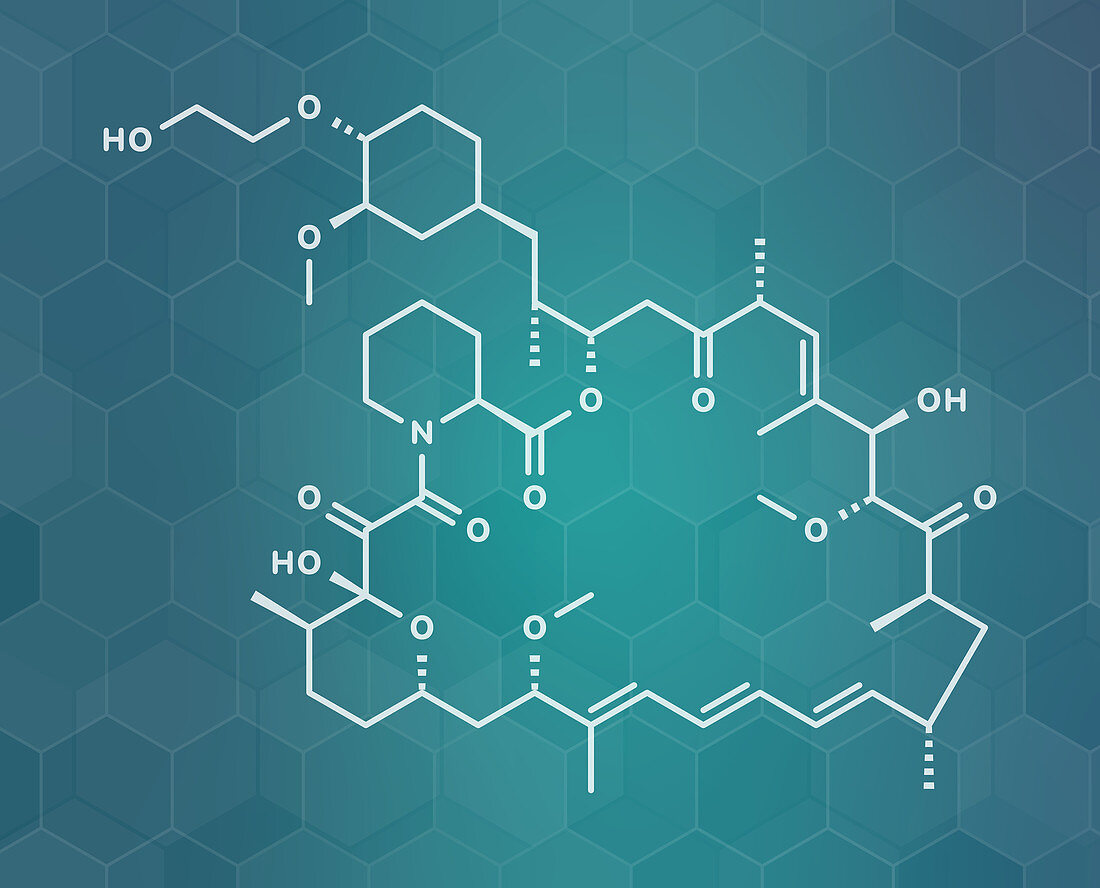 Everolimus immunosuppressant molecule, illustration