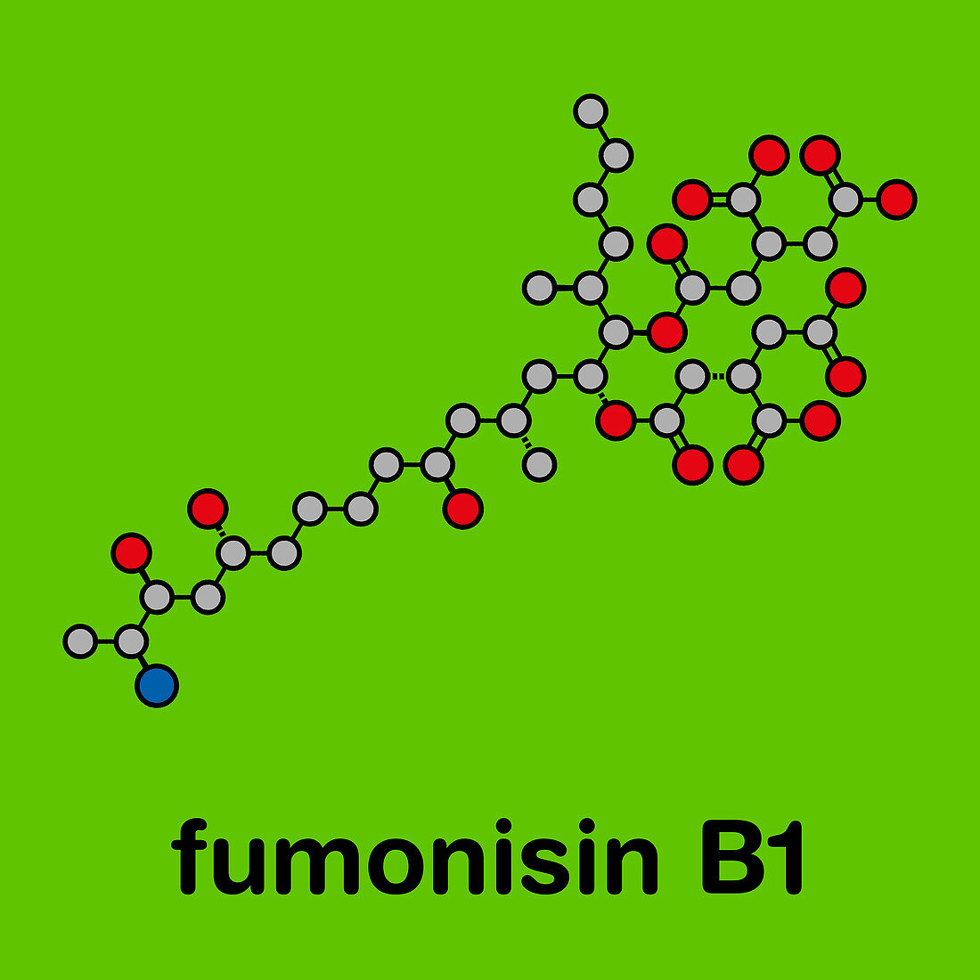 Fumonisin B1 mycotoxin molecule, illustration