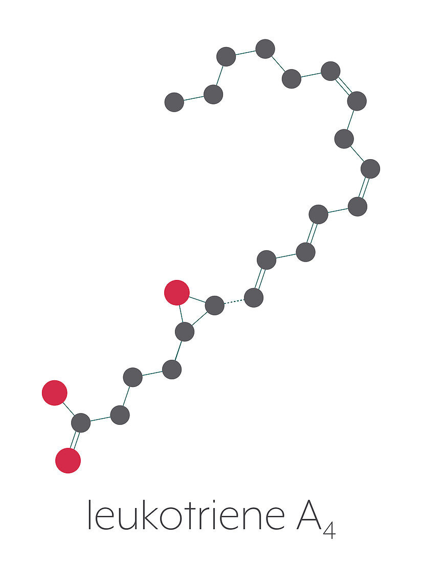 Leukotriene A4 molecule, illustration
