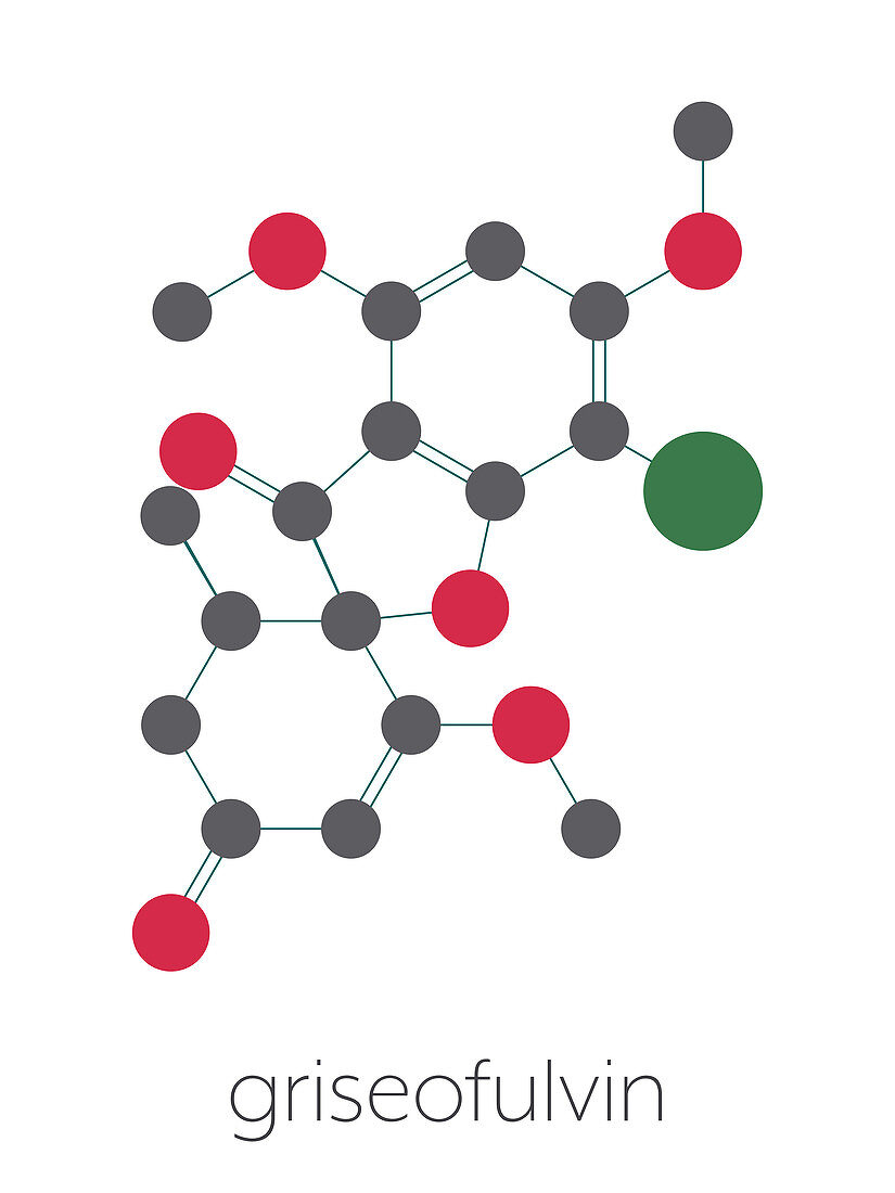 Griseofulvin antimycotic drug molecule, illustration