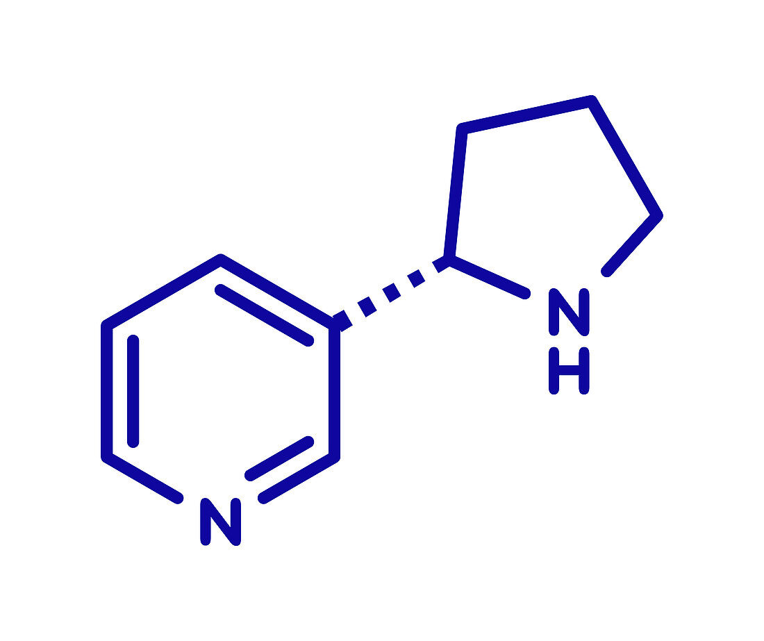 Nornicotine alkaloid molecule, illustration