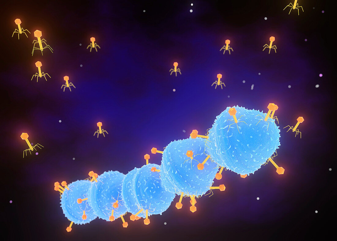 Bacteriophages attack Streptococcus bacteria, illustration