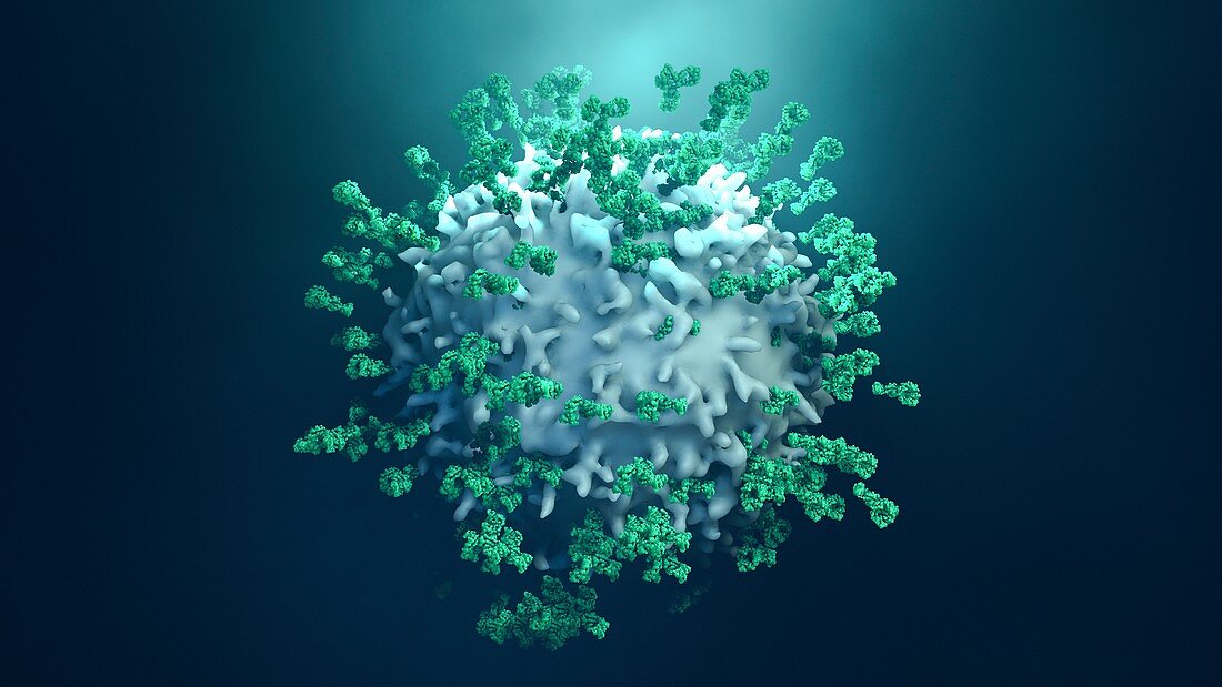 Antibodies attacking cancer cell, illustration