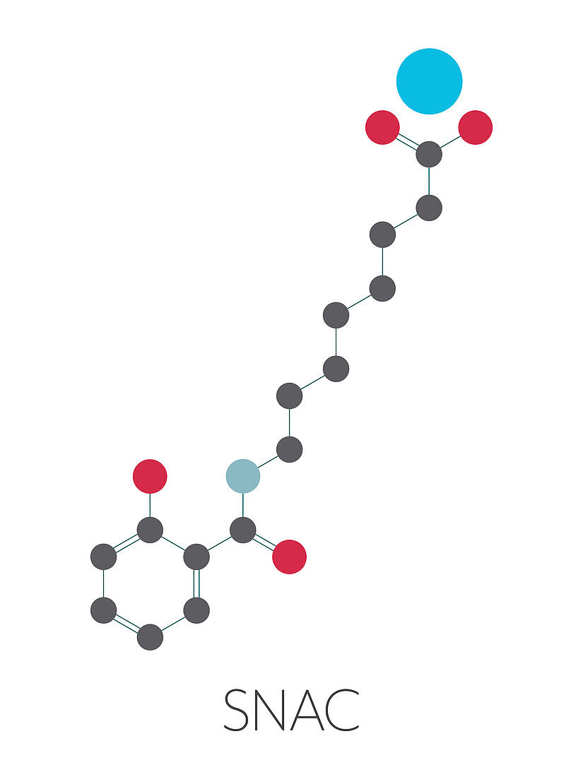 Sodium salcaprozate or SNAC molecule, illustration