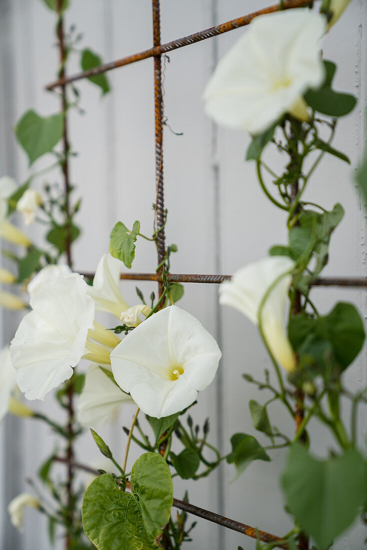 White bindweed growing up metal trellis