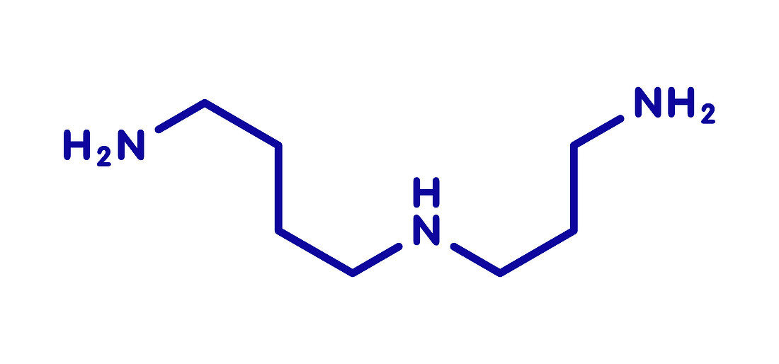 Spermidine molecule, illustration