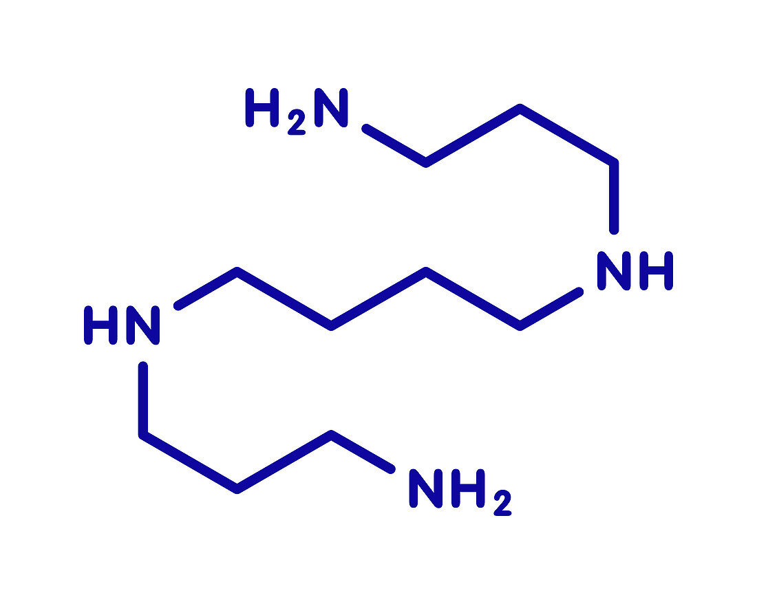 Spermine molecule, illustration