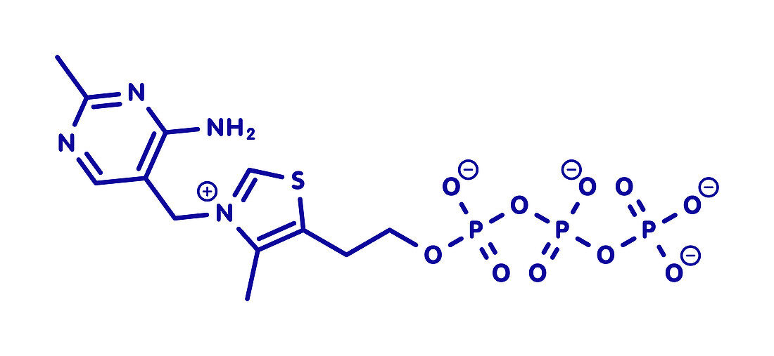 Thiamine triphosphate molecule, illustration