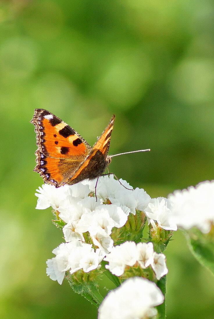 Butterfly 'Little Fox' on the blossom of sea lavender