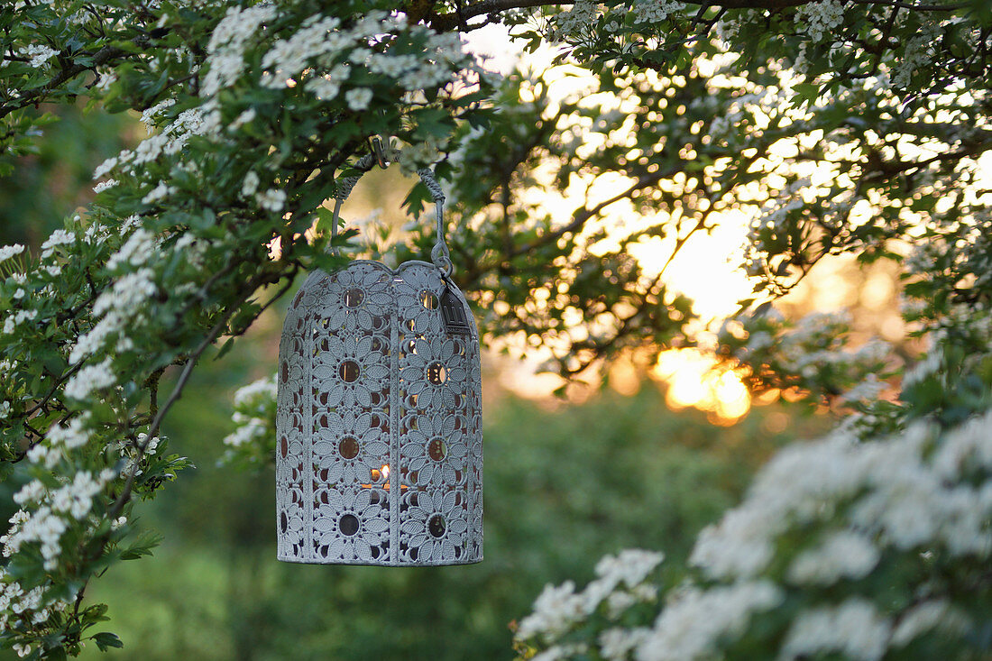 Lantern on the blooming hawthorn