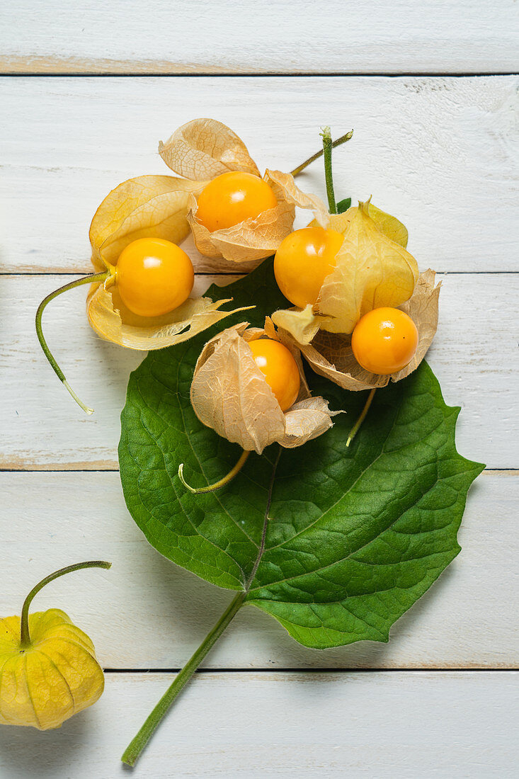 Physalis fruit (Physalis peruviana)