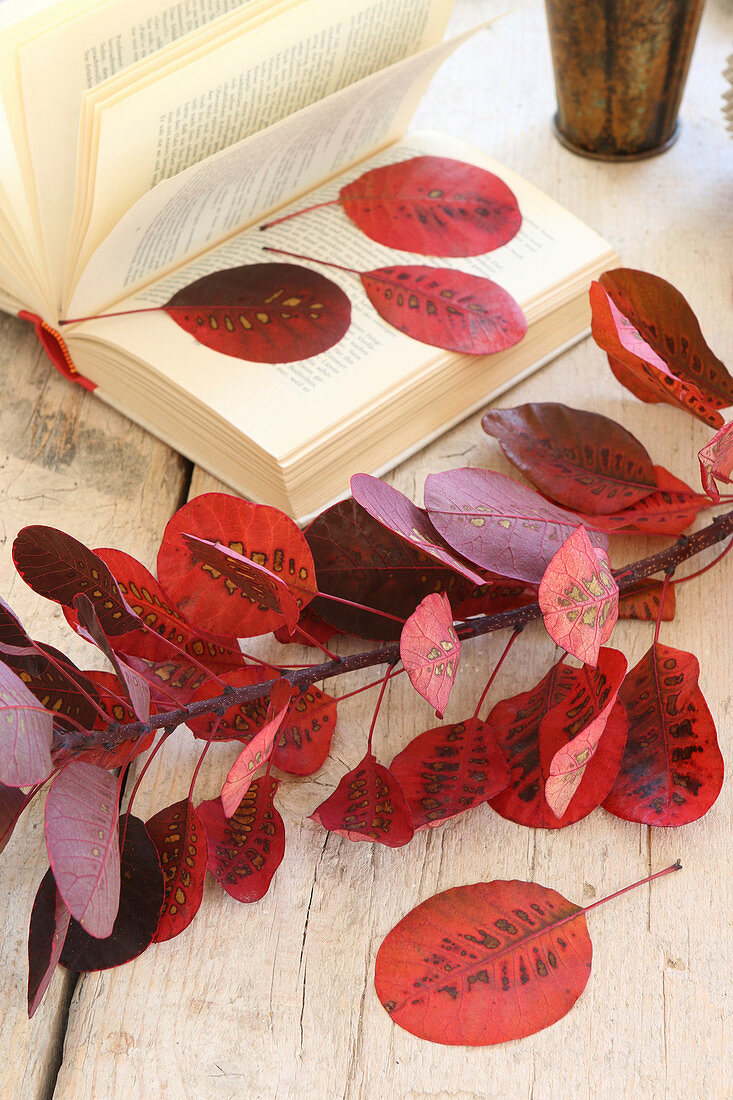 Red smoketree leaves pressed in old book