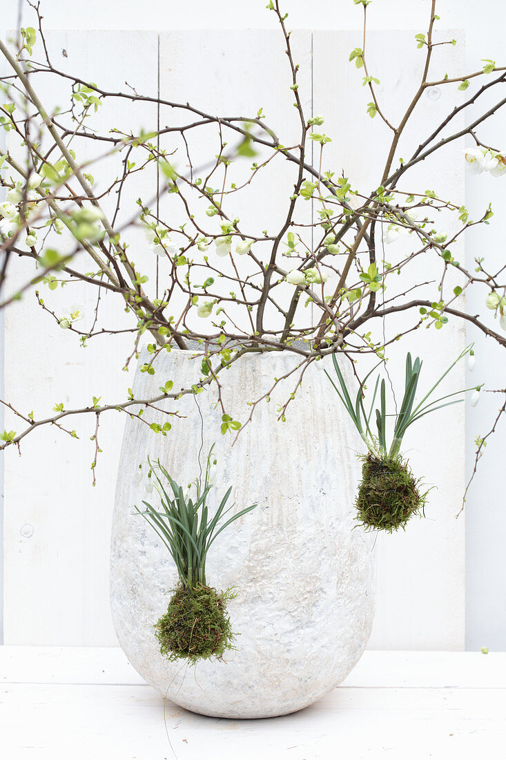 Budding branches arranged in vase with snowdrops suspended in moss balls