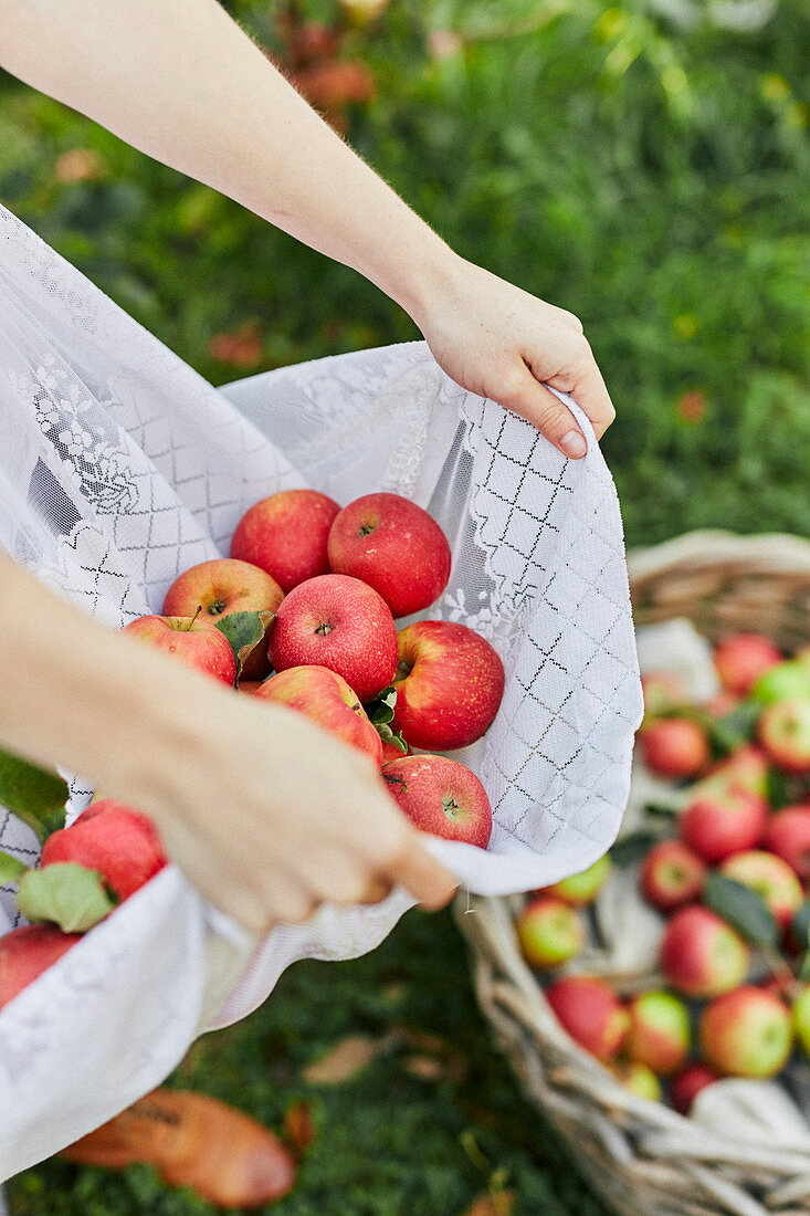 Fresh Apples