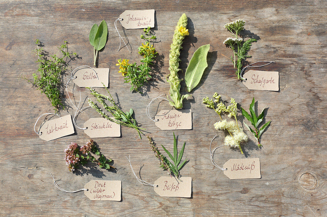 Various medicinal herbs with labels