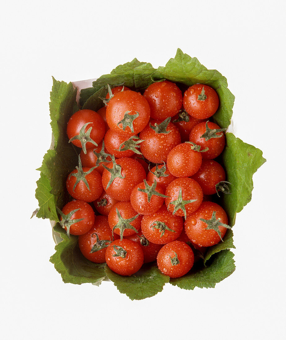 Freshly washed cherry tomatoes on leaves in a basket