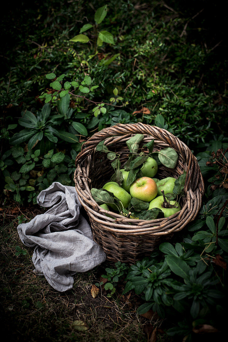 Frisch geerntete Äpfel in Weidenkorb im spätsommerlichen Garten