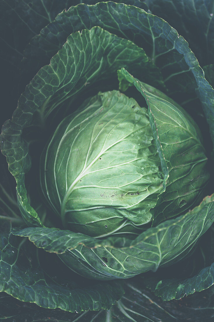 Green cabbage head close up