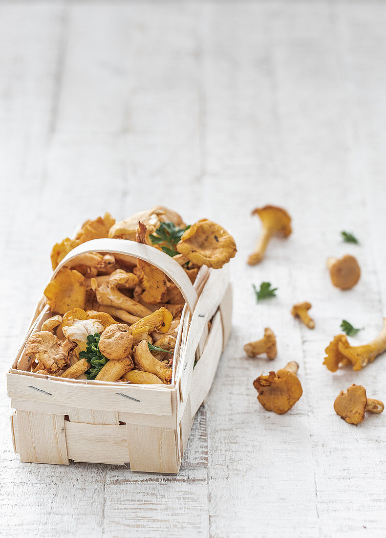 Fresh chanterelles in a chip basket with parsley