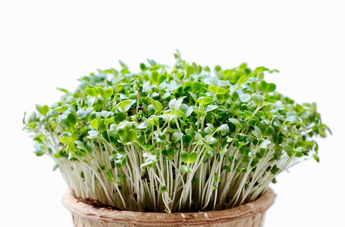 Fresh broccoli cress