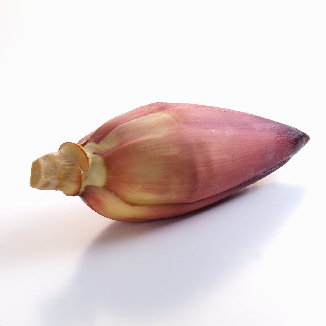 A banana blossom against a white background