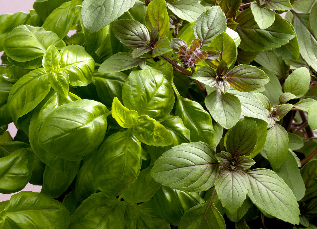 Two different types of fresh basil