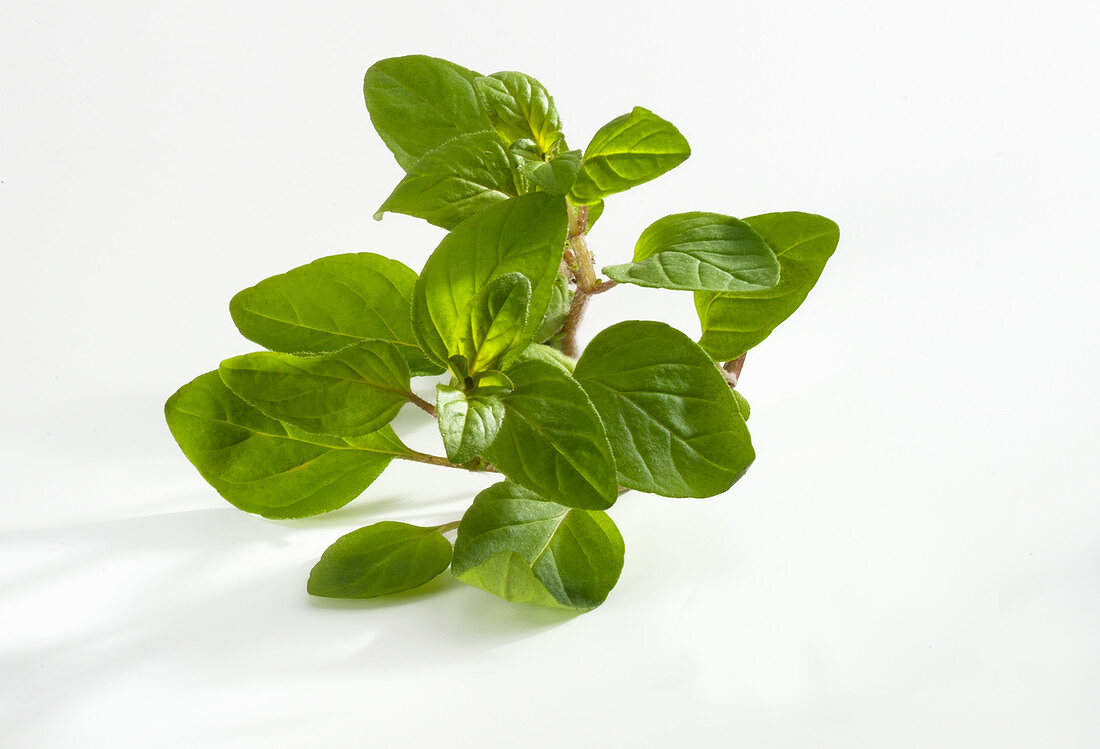 Flowering oregano in front of a white background