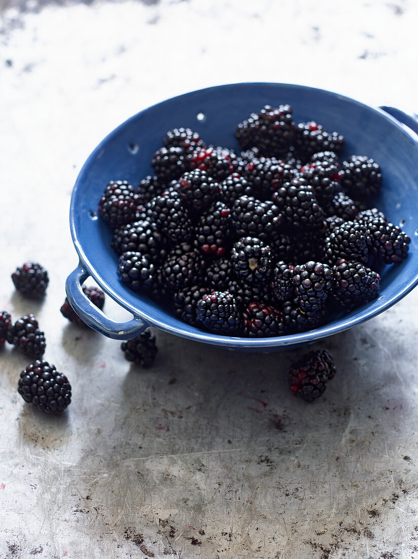 Frische Brombeeren in blauem Emaillesieb