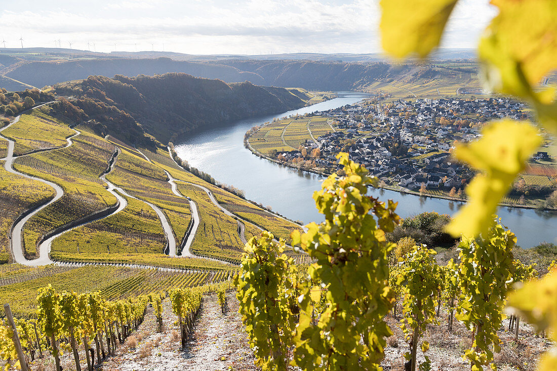 Mosel bei Piesport, Rheinland-Pfalz, Deutschland