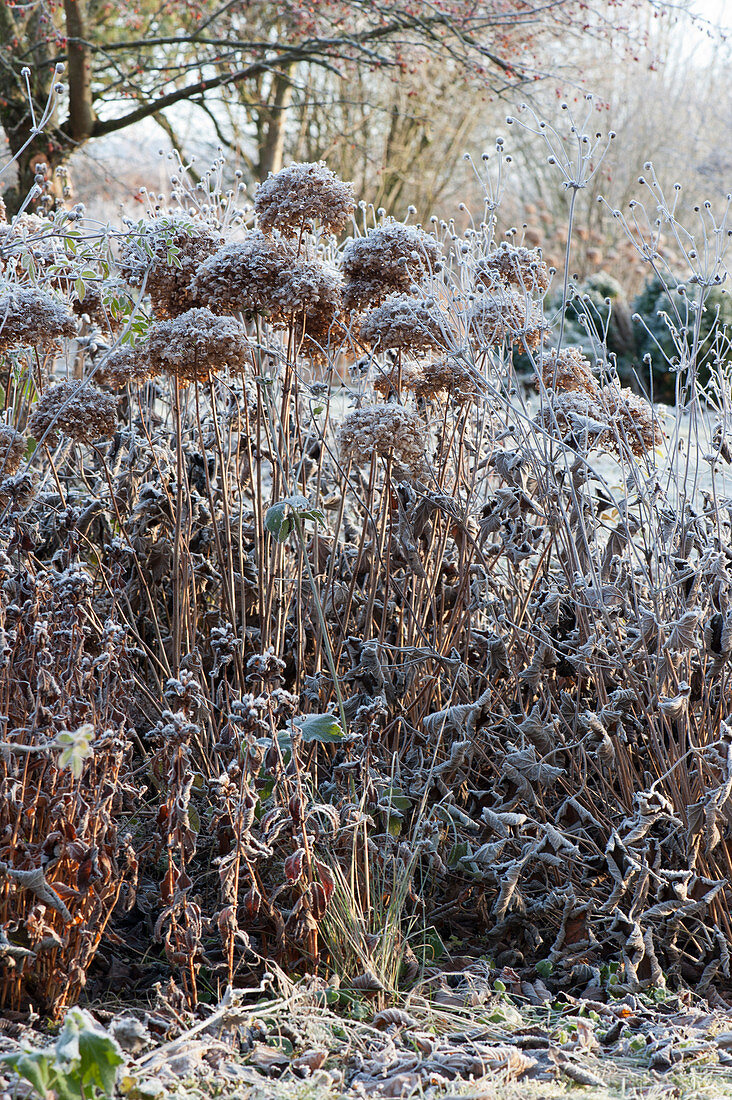 Frozen bed with hydrangea and perennials