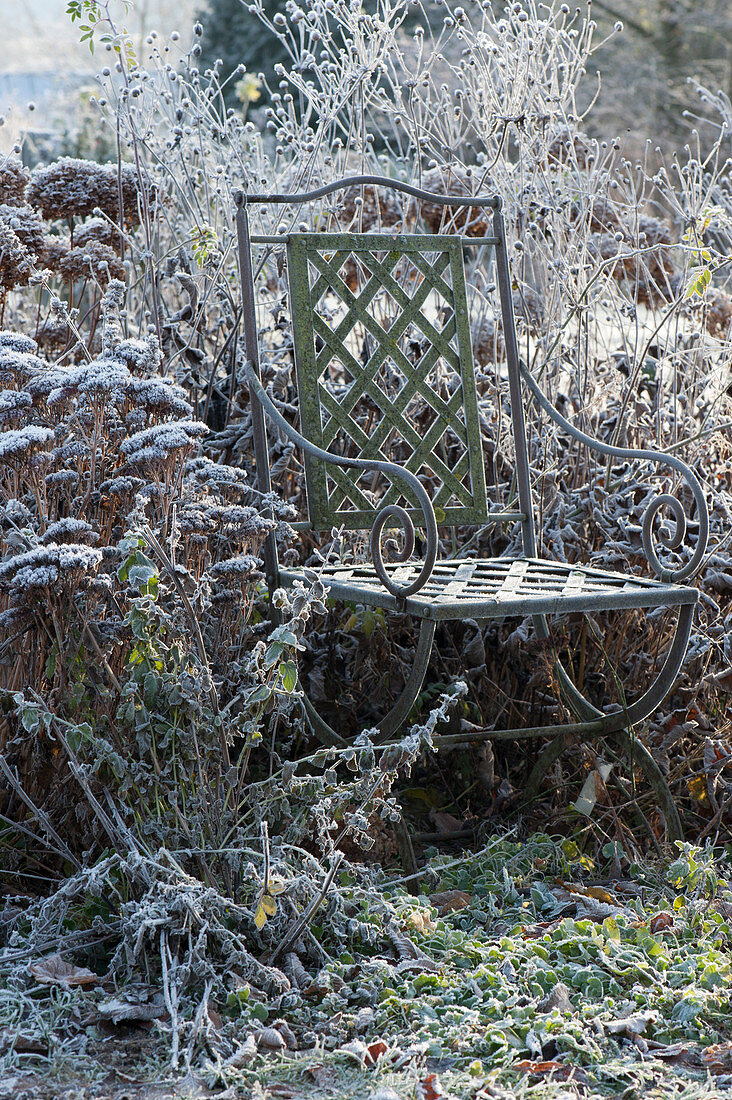 Chair at the bed with frozen shrubs