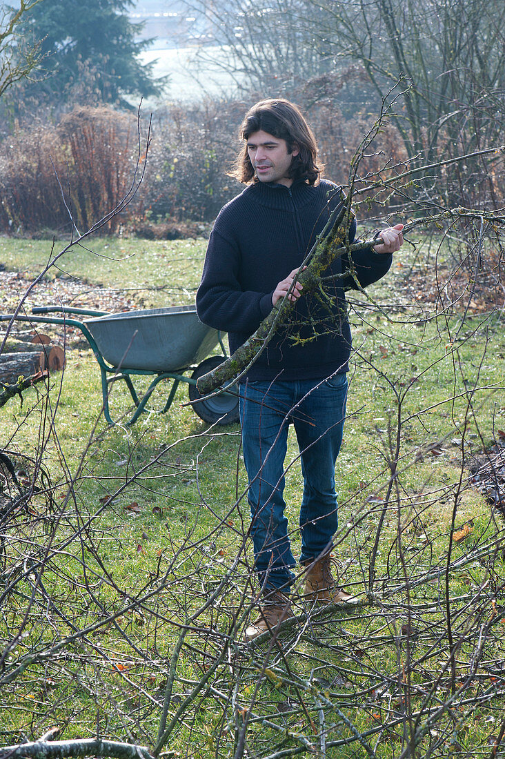 Autumn work in the garden: man cleans up sawed branches