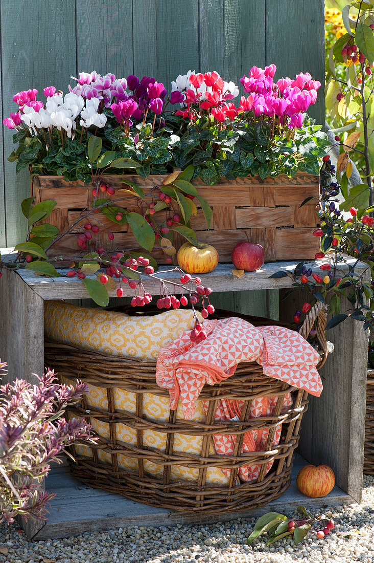 Basket filled with cyclamen, including a basket with pillow and blanket