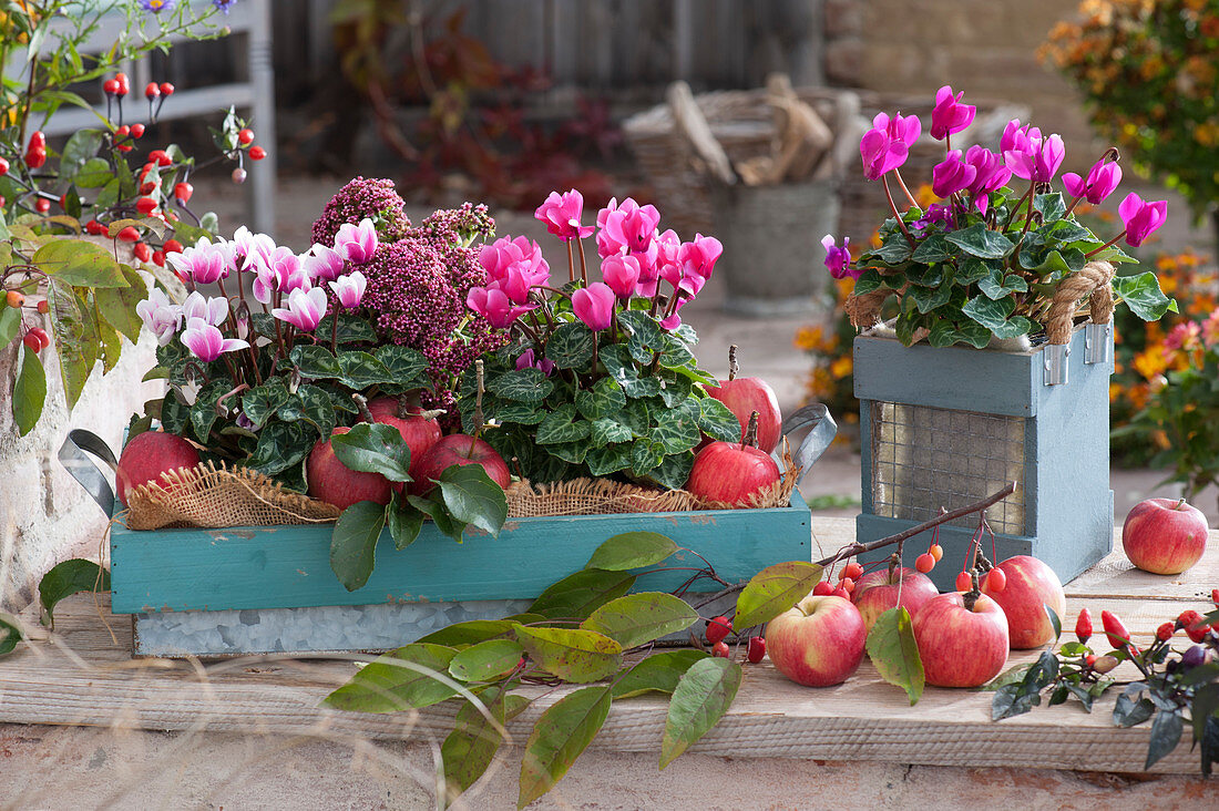 Cyclamen and sedum plant with freshly picked apples as autumn decorations