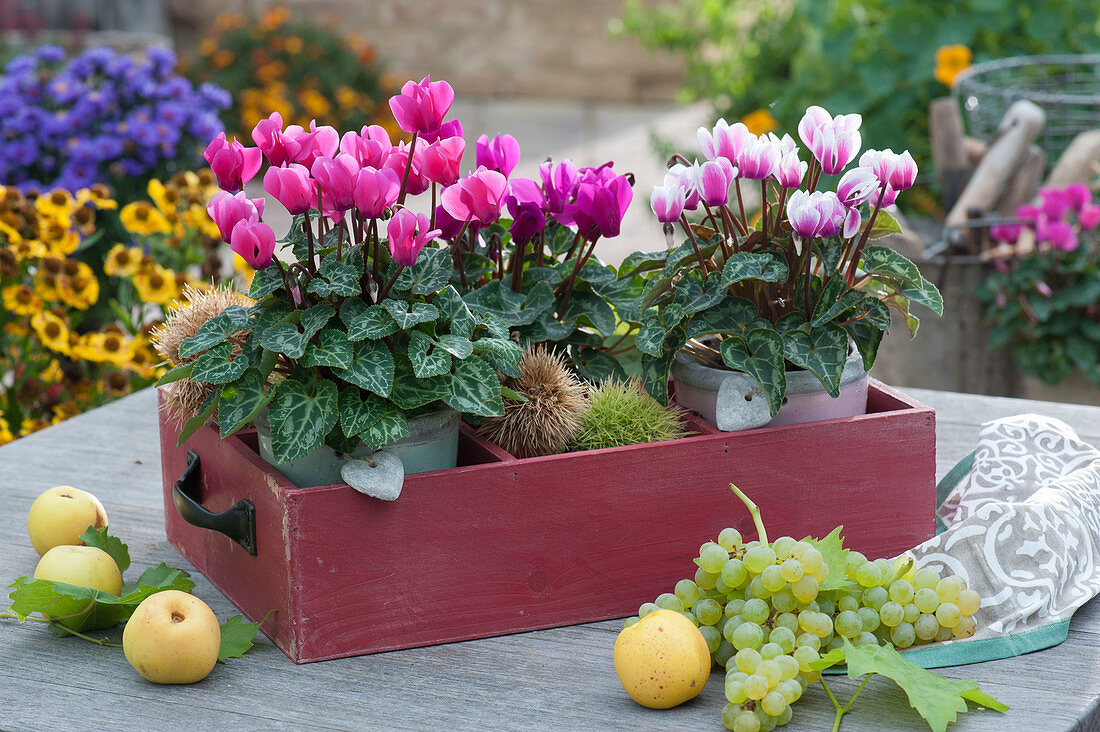 Cyclamen in an old drawer, decorated with chestnuts, ornamental quinces and grapes