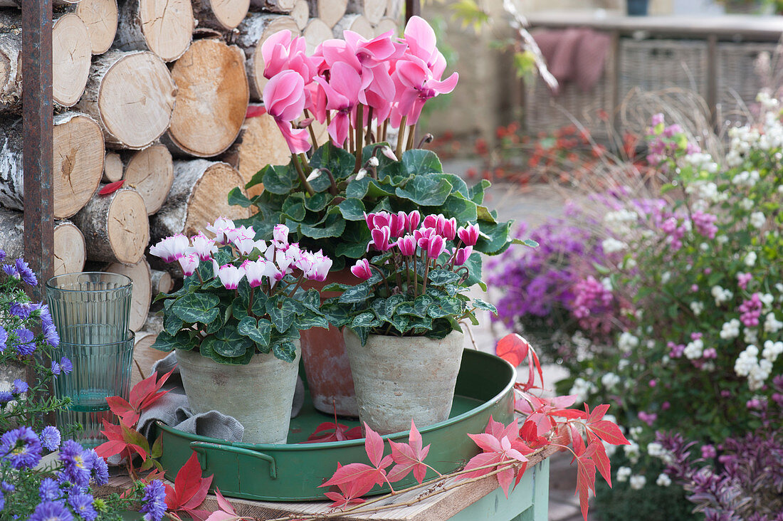 Cyclamen in pots on metal tray