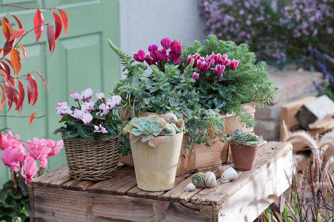 Pot arrangement with cyclamen and succulents