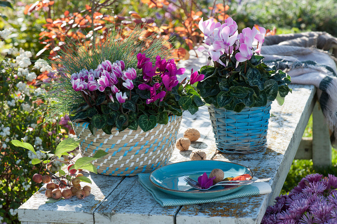 Alpenveilchen und Blauschwingel in Körben auf Bank im Garten