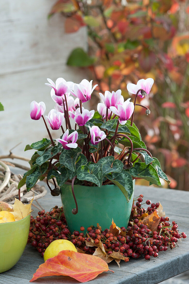 Cyclamen in a wreath of rose hips