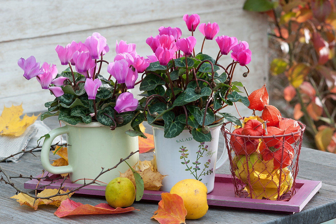 Cyclamen in enamelled milk pots, decorated with lanterns, autumn leaves and decorative quinces