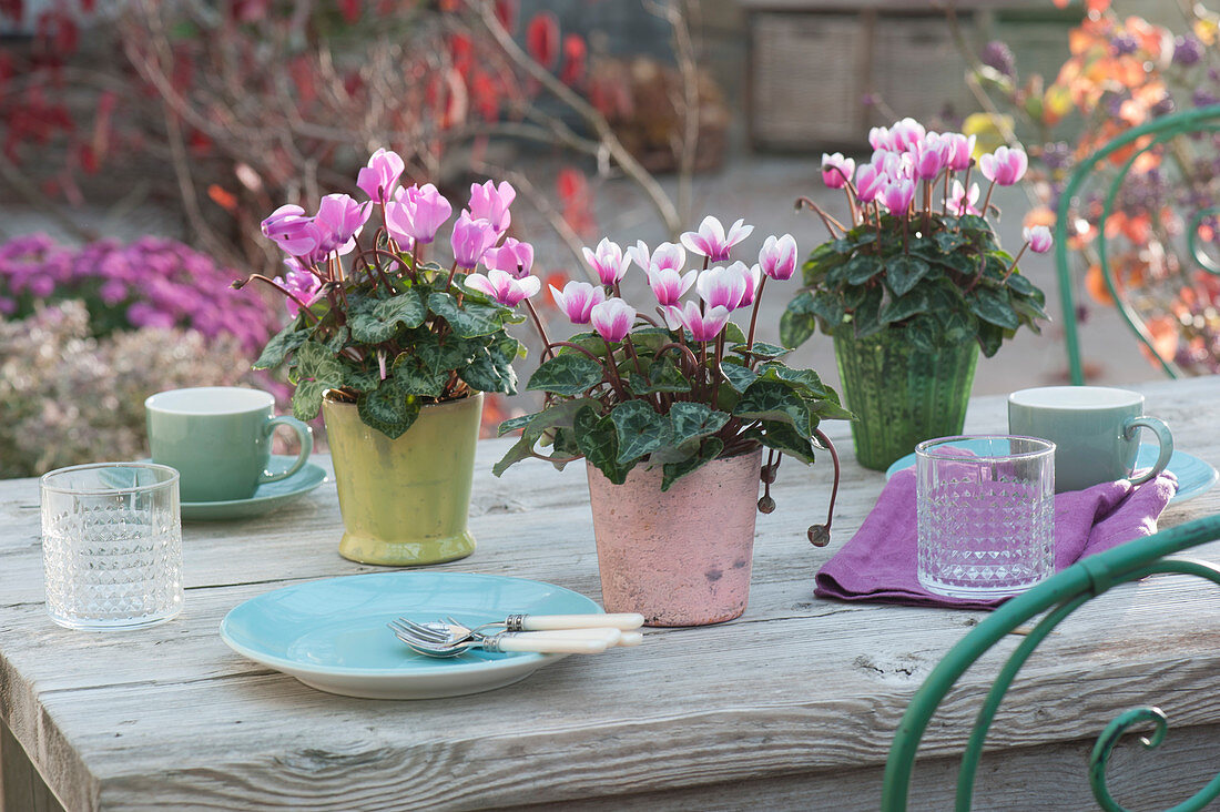 Cyclamen as a table decoration