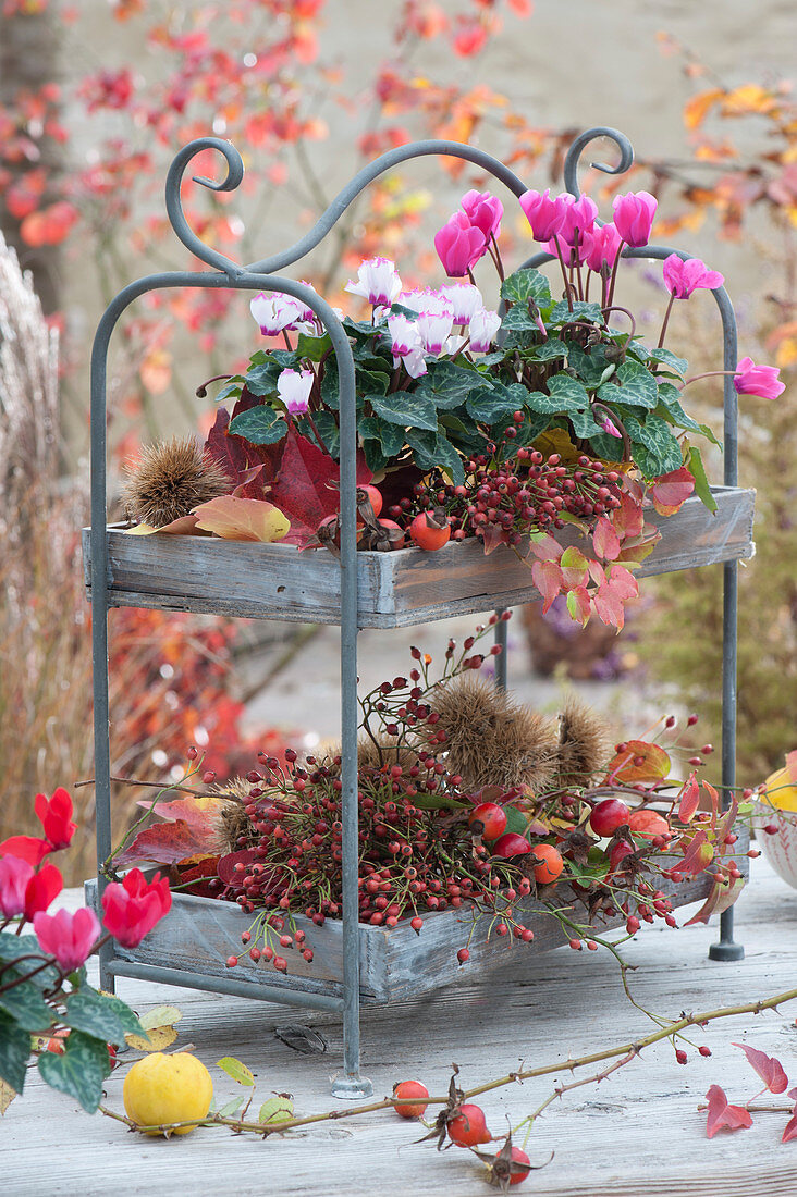 Etagere decorated with cyclamen, rose hips, chestnuts and autumn leaves