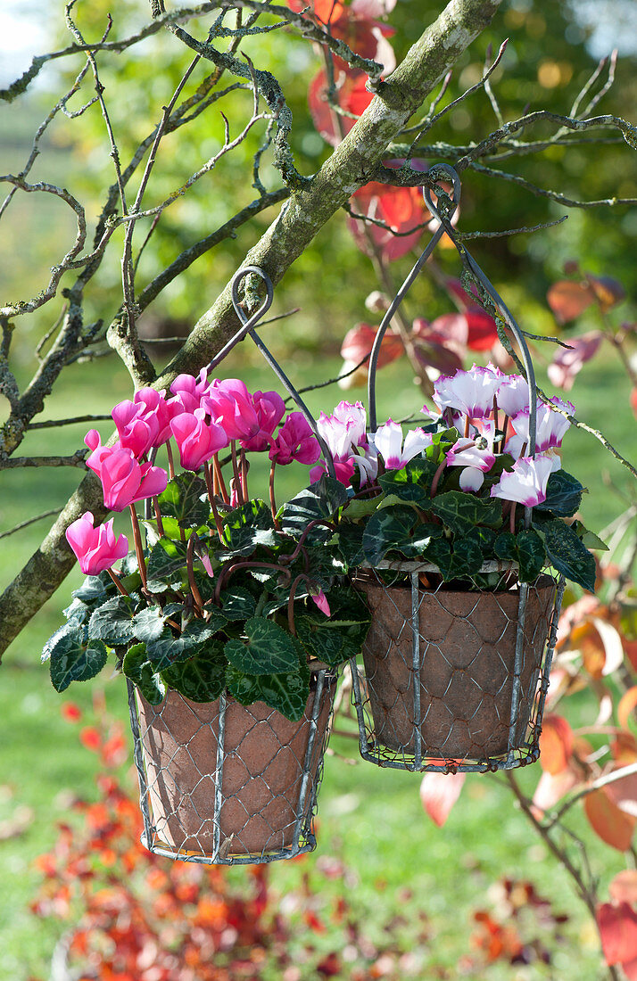 Cyclamen hanging on a branch in wire baskets