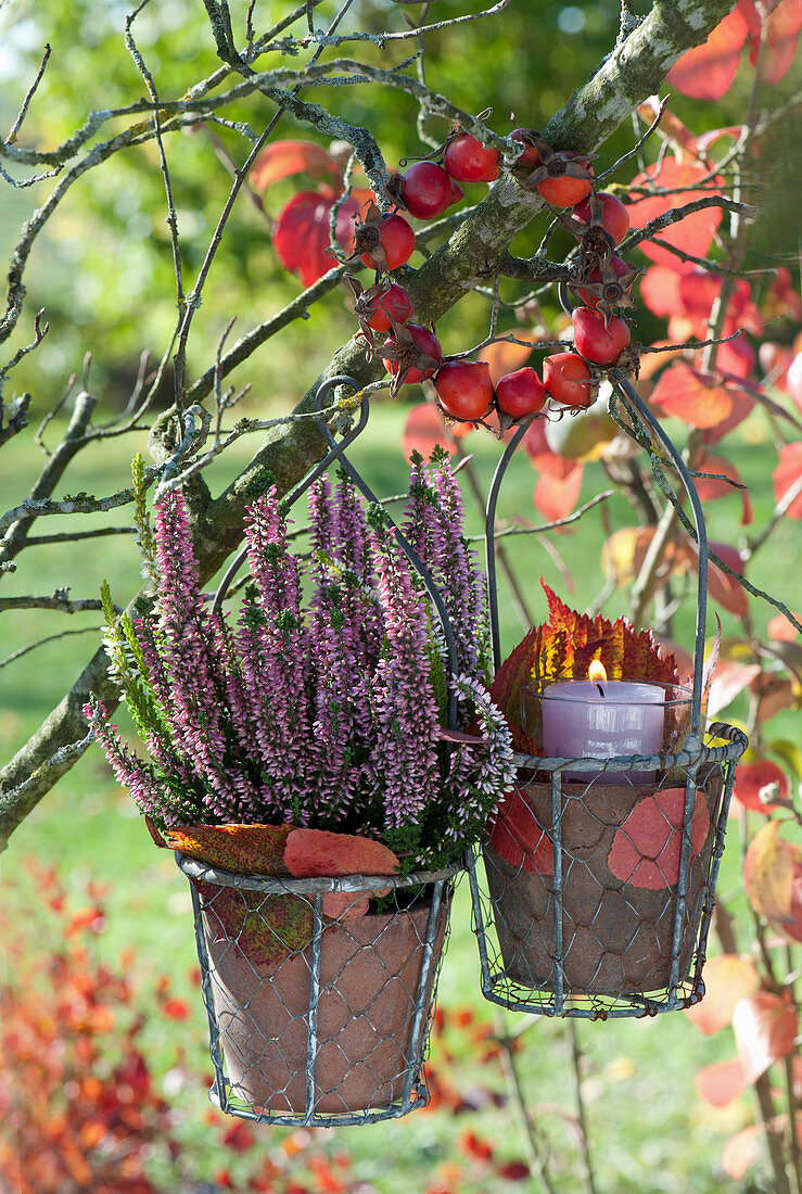 Wire baskets with heather buds and lantern hung from a branch, rose hips wreath